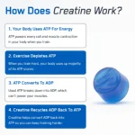 ⁦Creatine Monohydrate Gummies⁩ - الصورة ⁦10⁩
