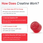 ⁦Creatine Monohydrate Gummies⁩ - الصورة ⁦9⁩